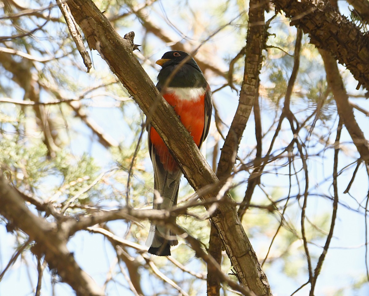 Elegant Trogon - Glenn Wyatt