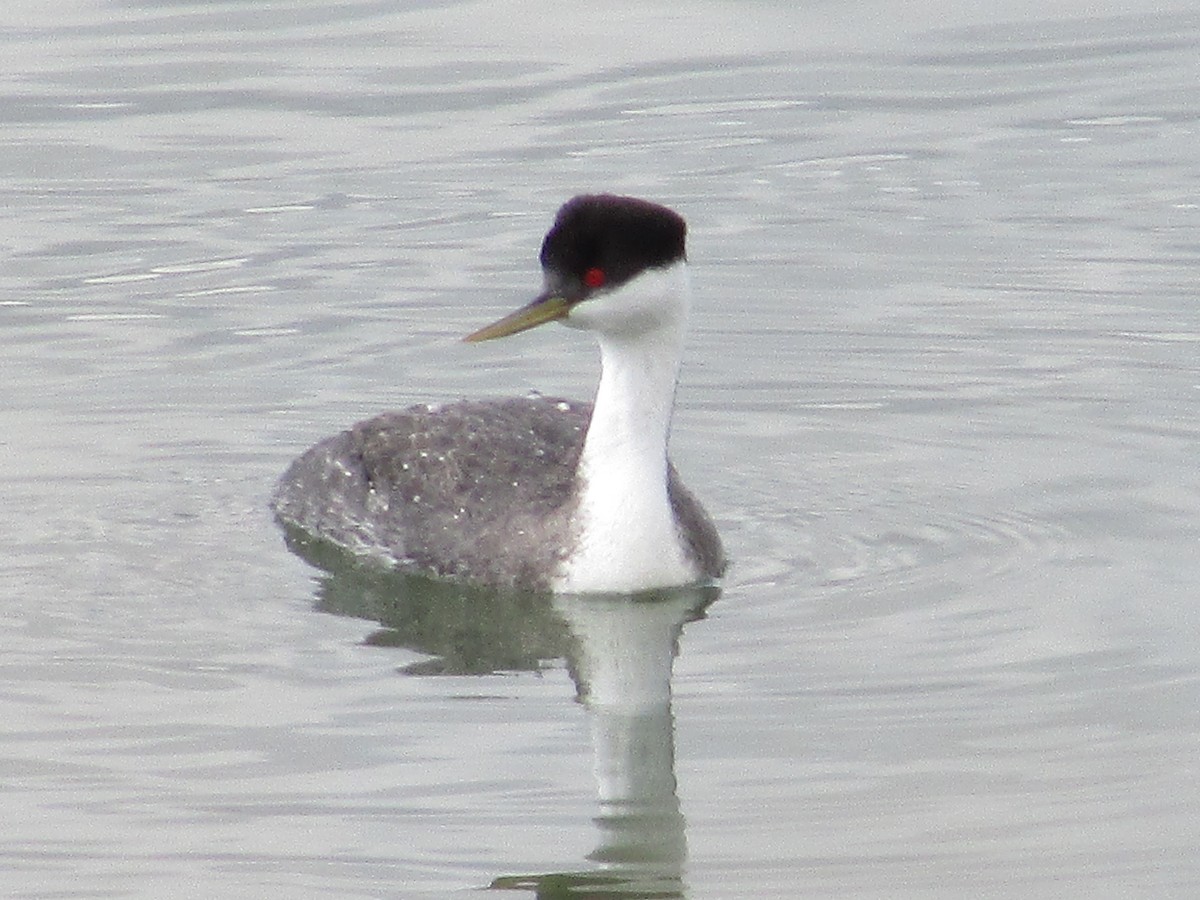 Western Grebe - Felice  Lyons