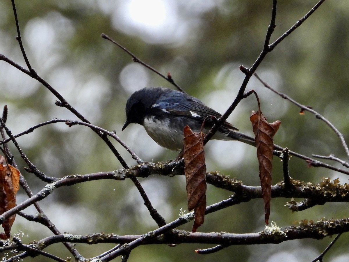 Black-throated Blue Warbler - Sophie Bourdages