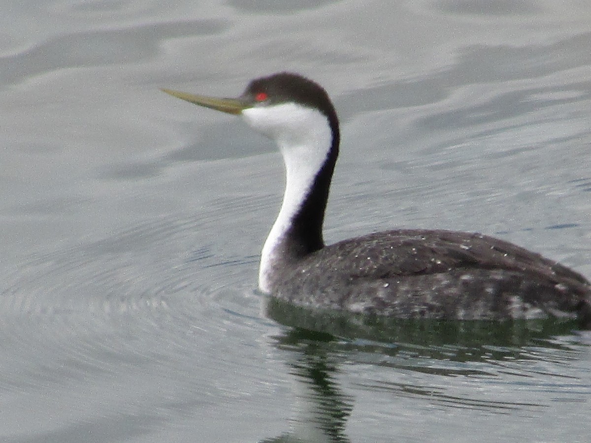 Western Grebe - Felice  Lyons