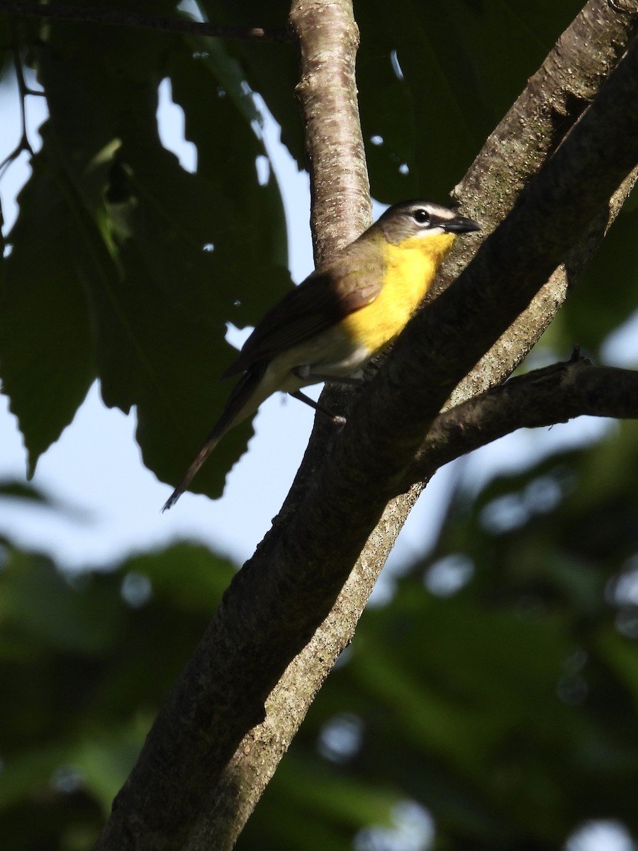 Yellow-breasted Chat - Tracy Mosebey