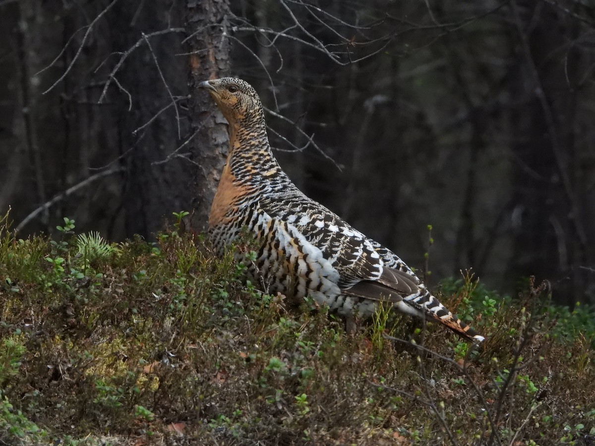 Western Capercaillie - ML619649060