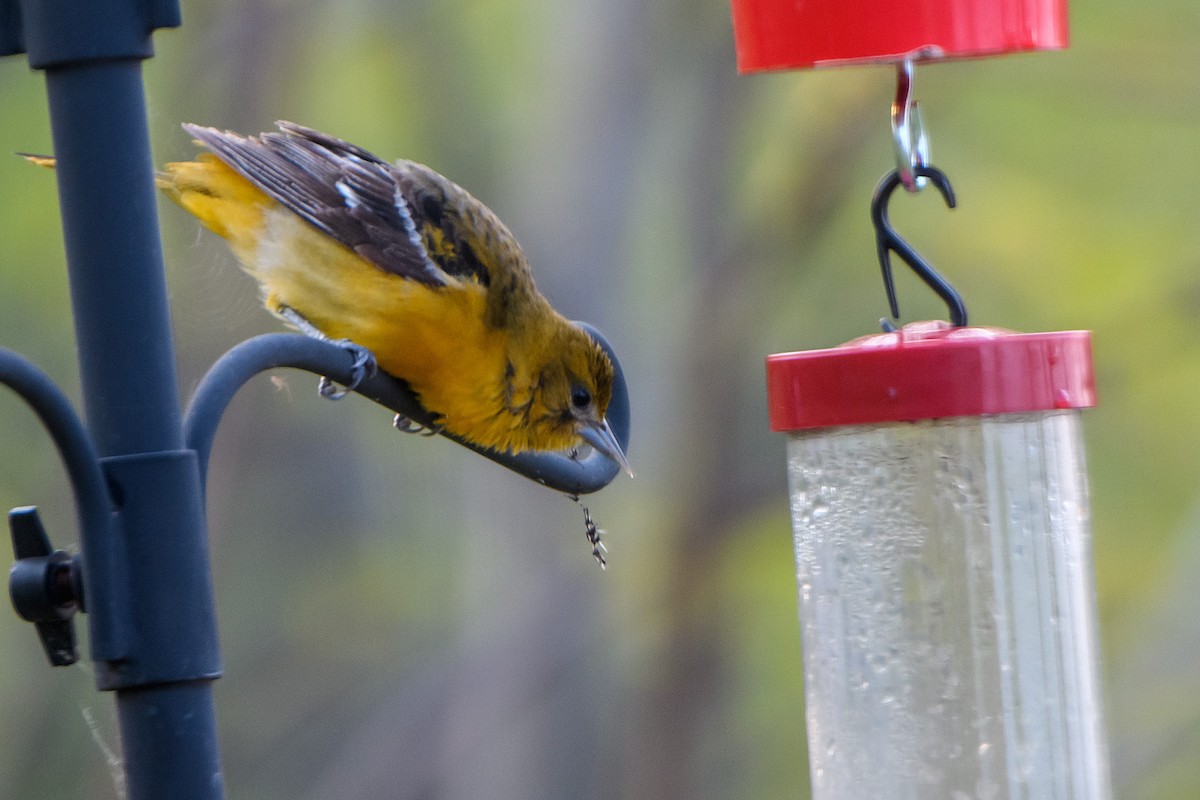 Baltimore Oriole - Naseem Reza