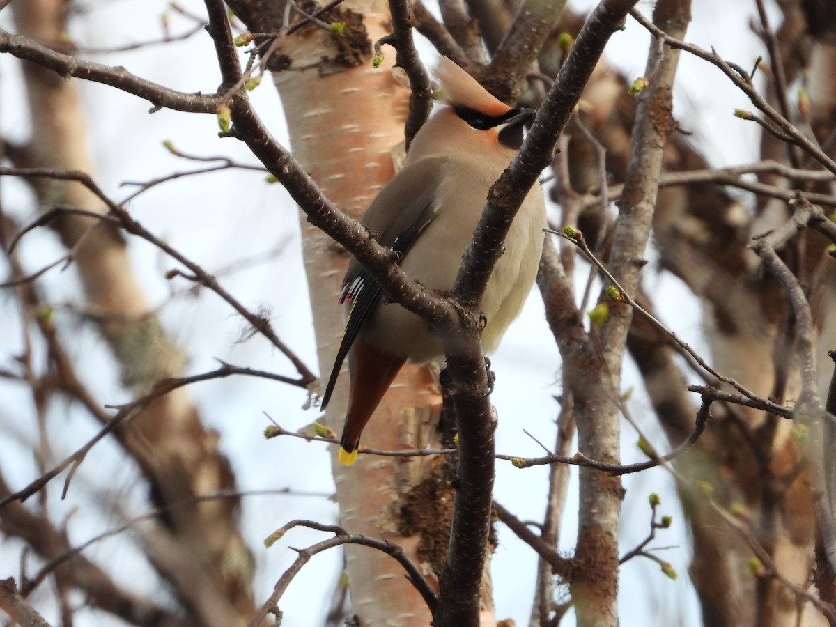 Bohemian Waxwing - Jon Iratzagorria Garay