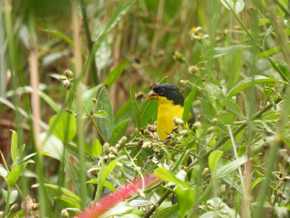 Lesser Goldfinch - Elida Valdés