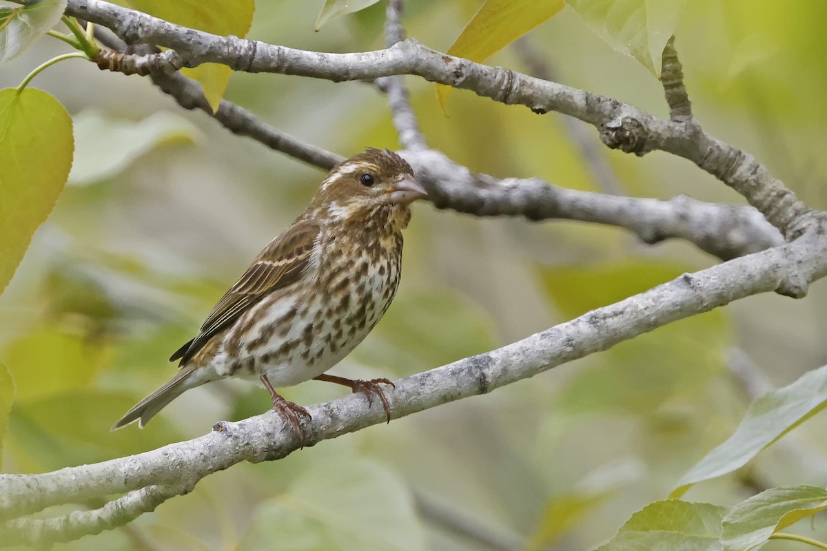 Purple Finch - Johanne Charette