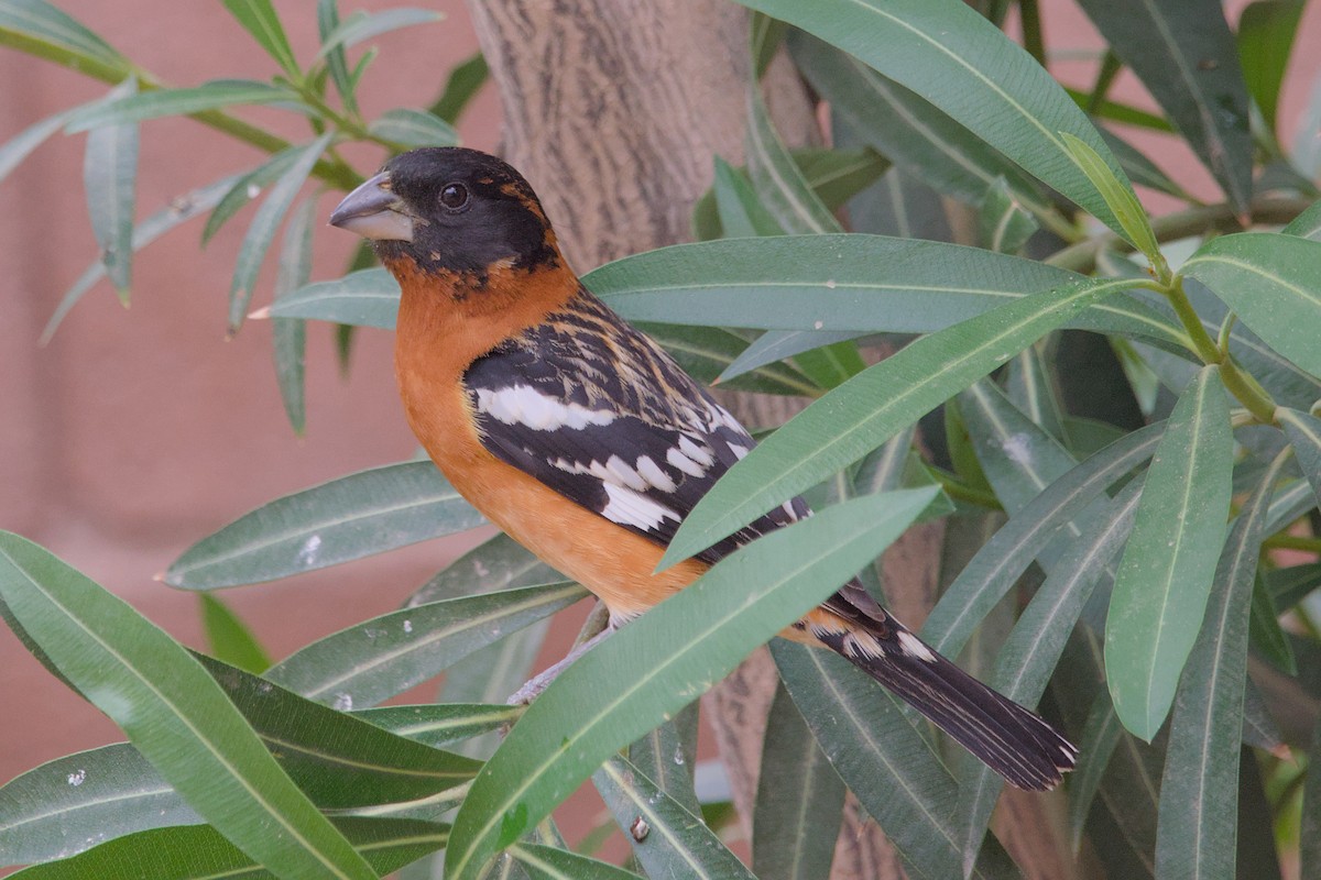 Black-headed Grosbeak - Cat Zoroark