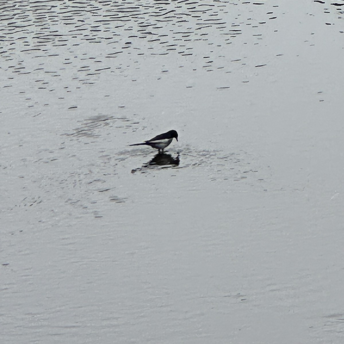 Japanese Wagtail - Annie Donwerth-Chikamatsu