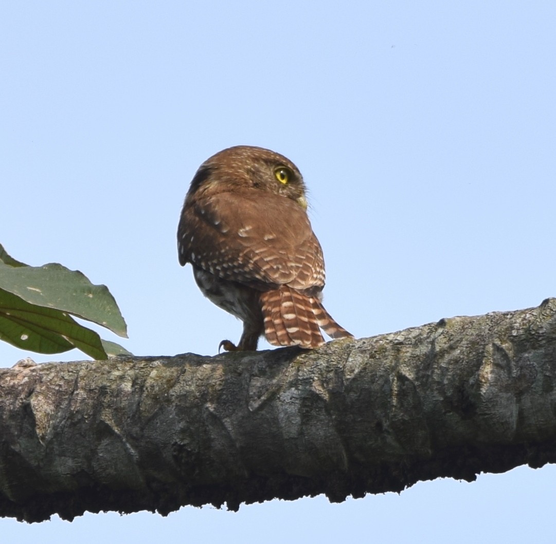 Ferruginous Pygmy-Owl - Zuly Escobedo / Osberto Pineda