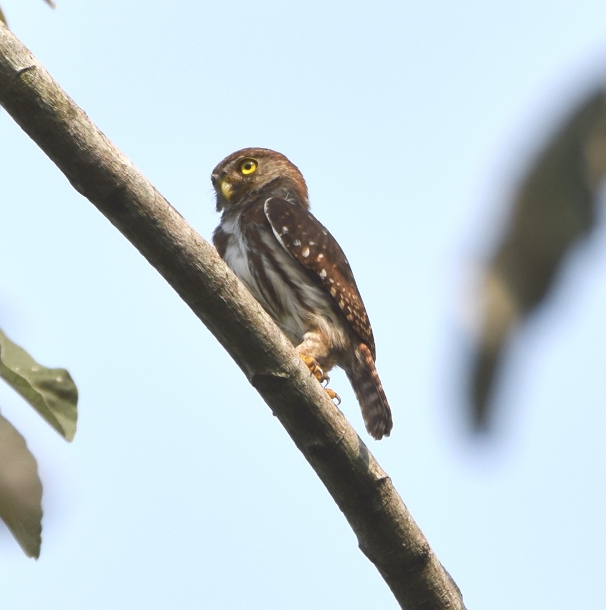 Ferruginous Pygmy-Owl - Zuly Escobedo / Osberto Pineda