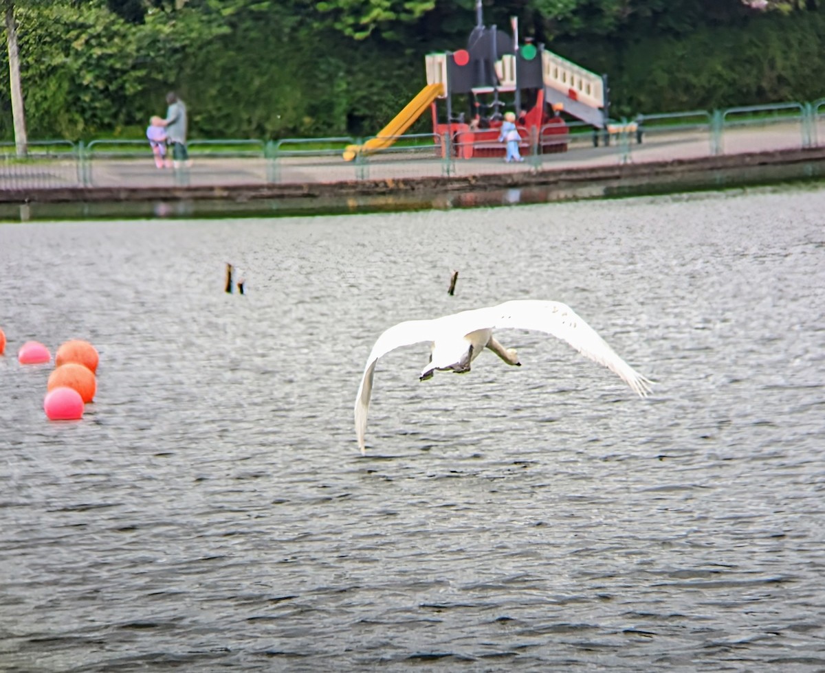 Mute Swan - Noel Reiling