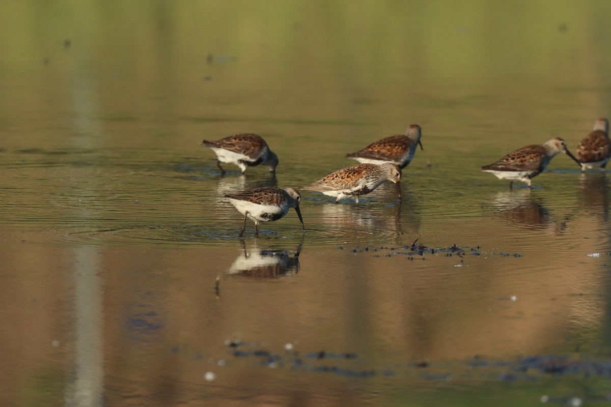 Dunlin - Mark Gallagher