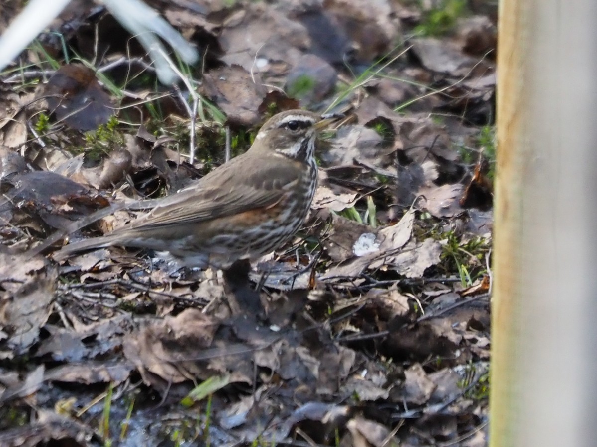 Redwing - Richard Kaskan