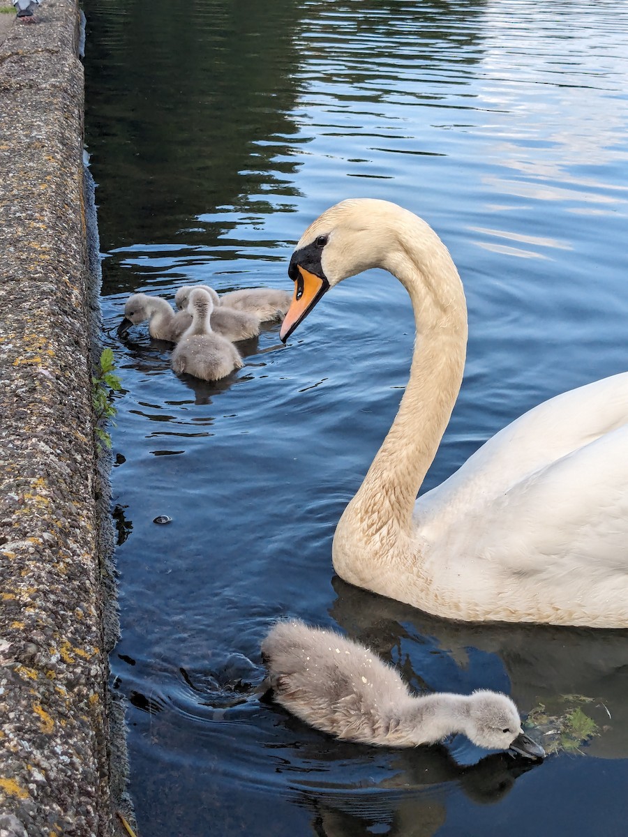 Mute Swan - Noel Reiling