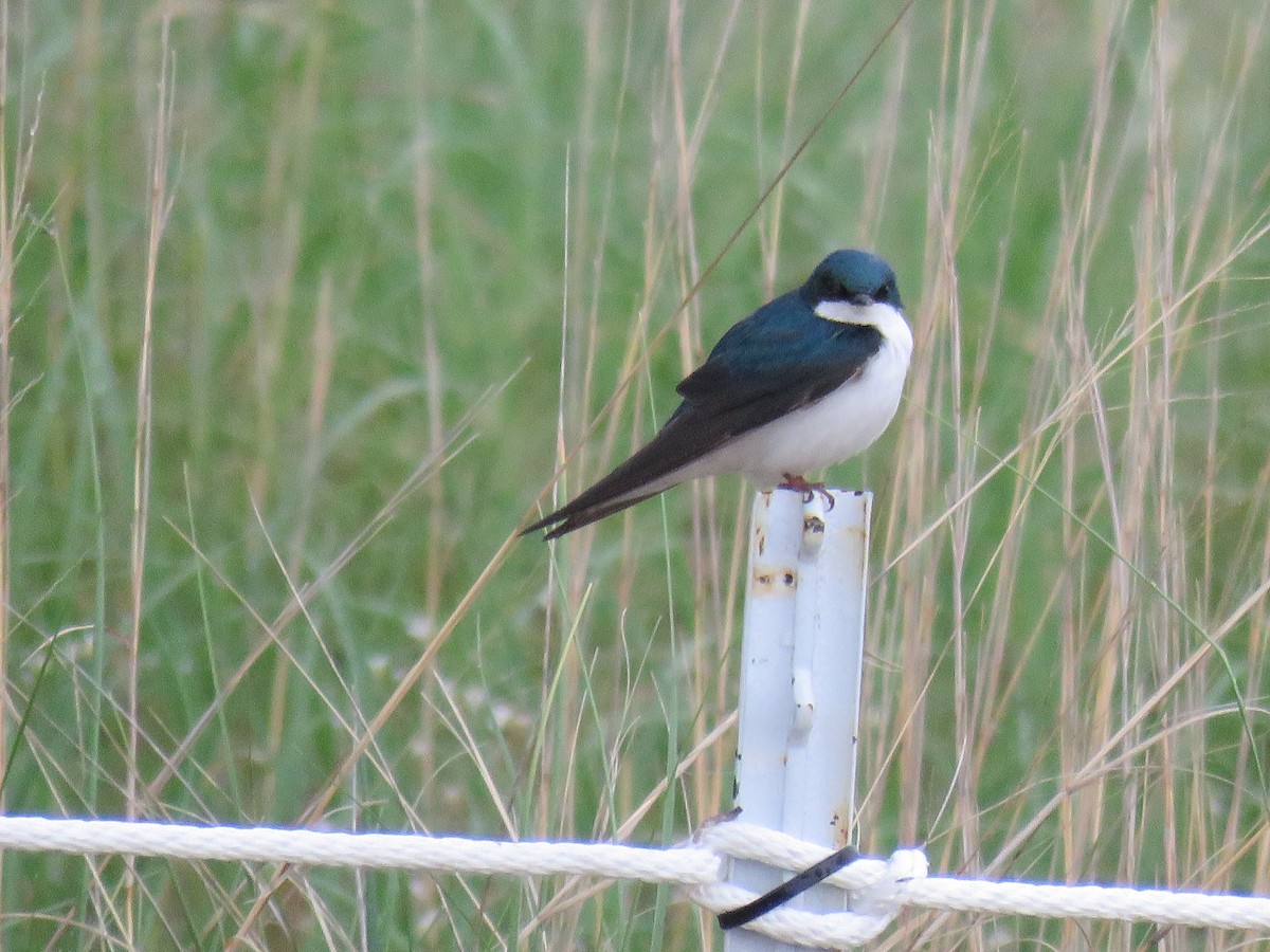 Tree Swallow - Robert Hansen