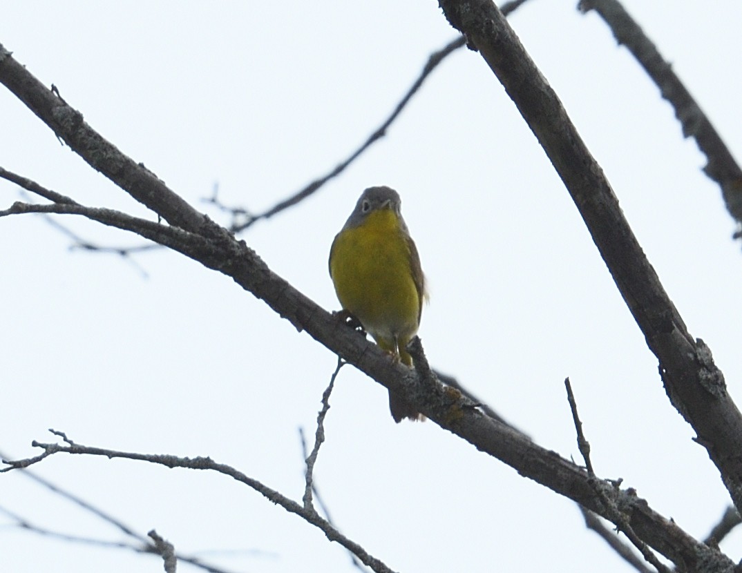 Nashville Warbler - Margaret Hough