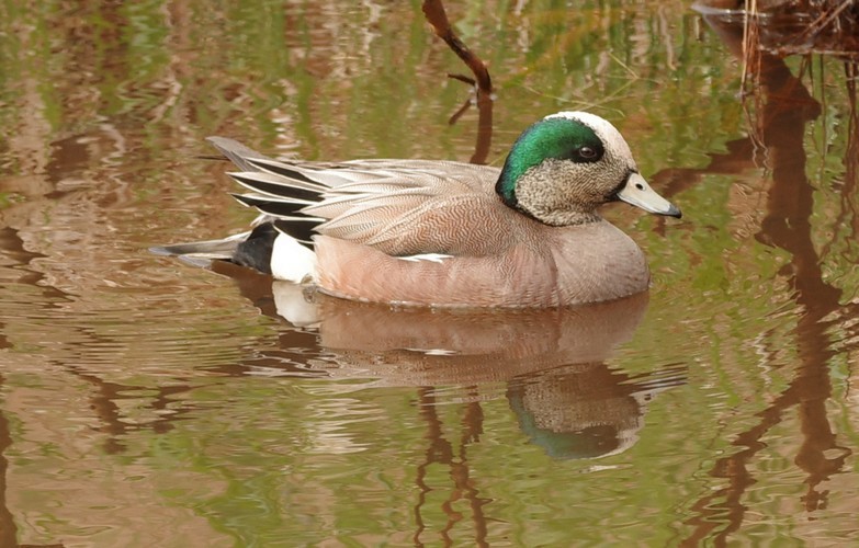 American Wigeon - Rejeanne Touzel