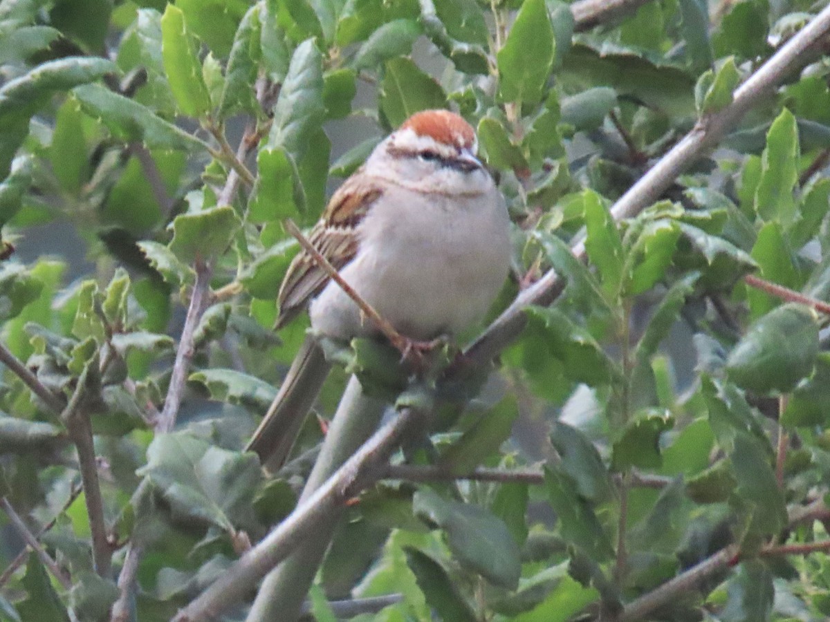 Chipping Sparrow - Edie Shaw