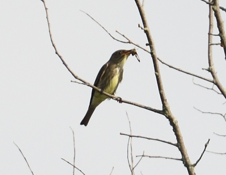 Olive-sided Flycatcher - Margaret Hough