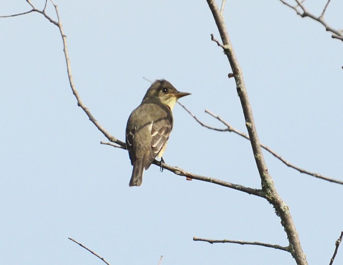 Olive-sided Flycatcher - Margaret Hough