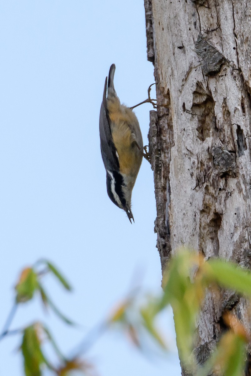 Red-breasted Nuthatch - Naseem Reza