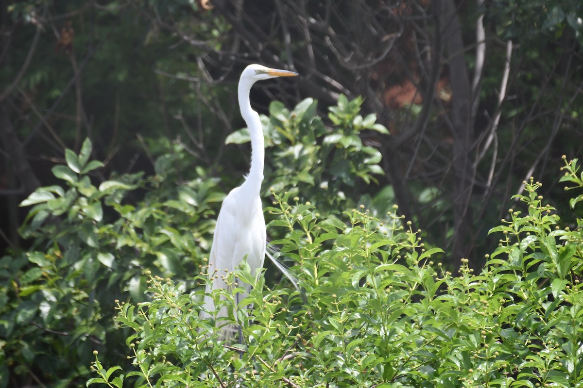 Great Egret - Carmen Ricer