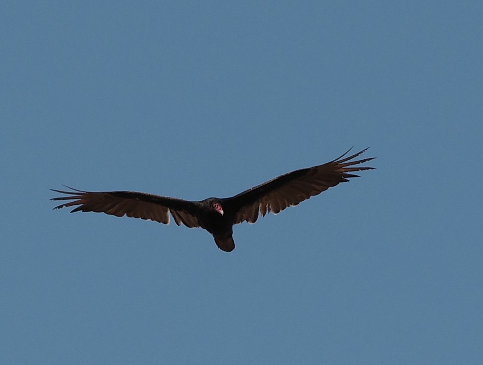 Turkey Vulture - Rejeanne Touzel