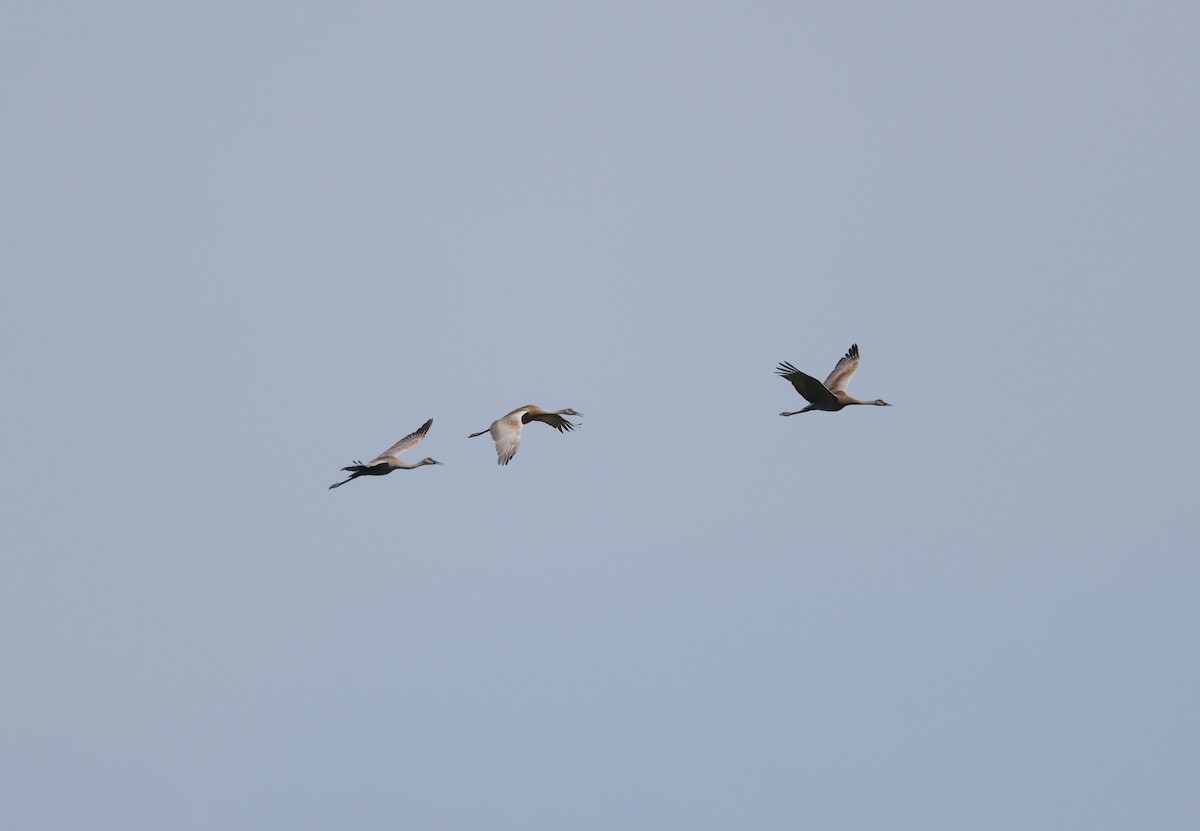 Sandhill Crane - France Daigle