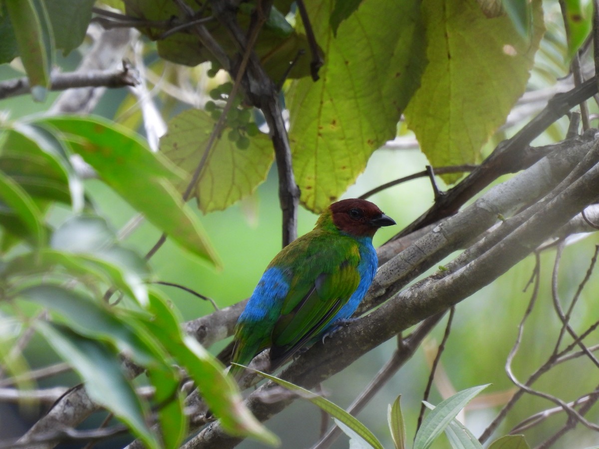 Bay-headed Tanager - ML619649173