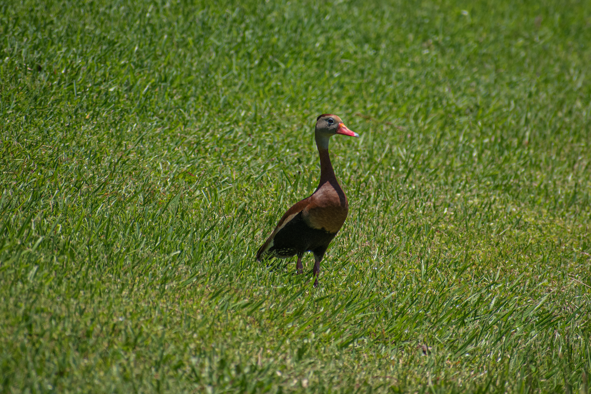 Black-bellied Whistling-Duck - Neil D