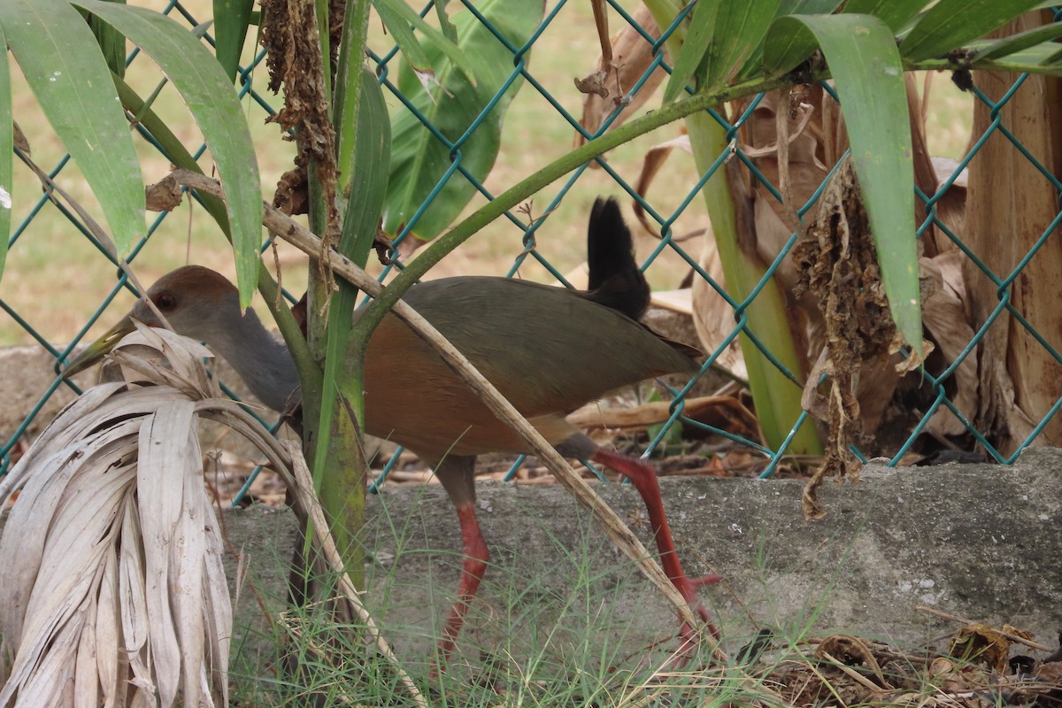 Russet-naped Wood-Rail - ML619649184