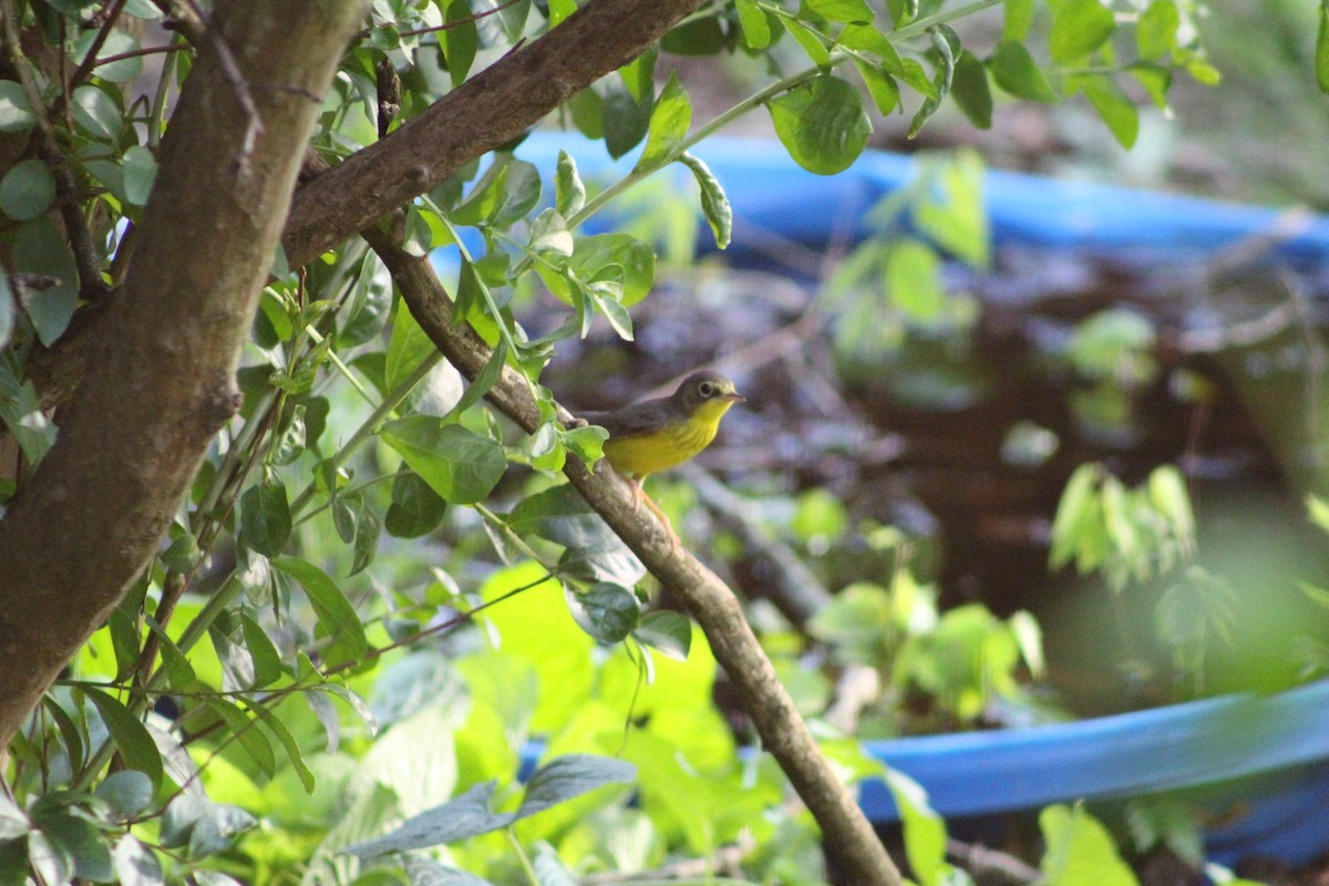 Canada Warbler - Tim Kavan