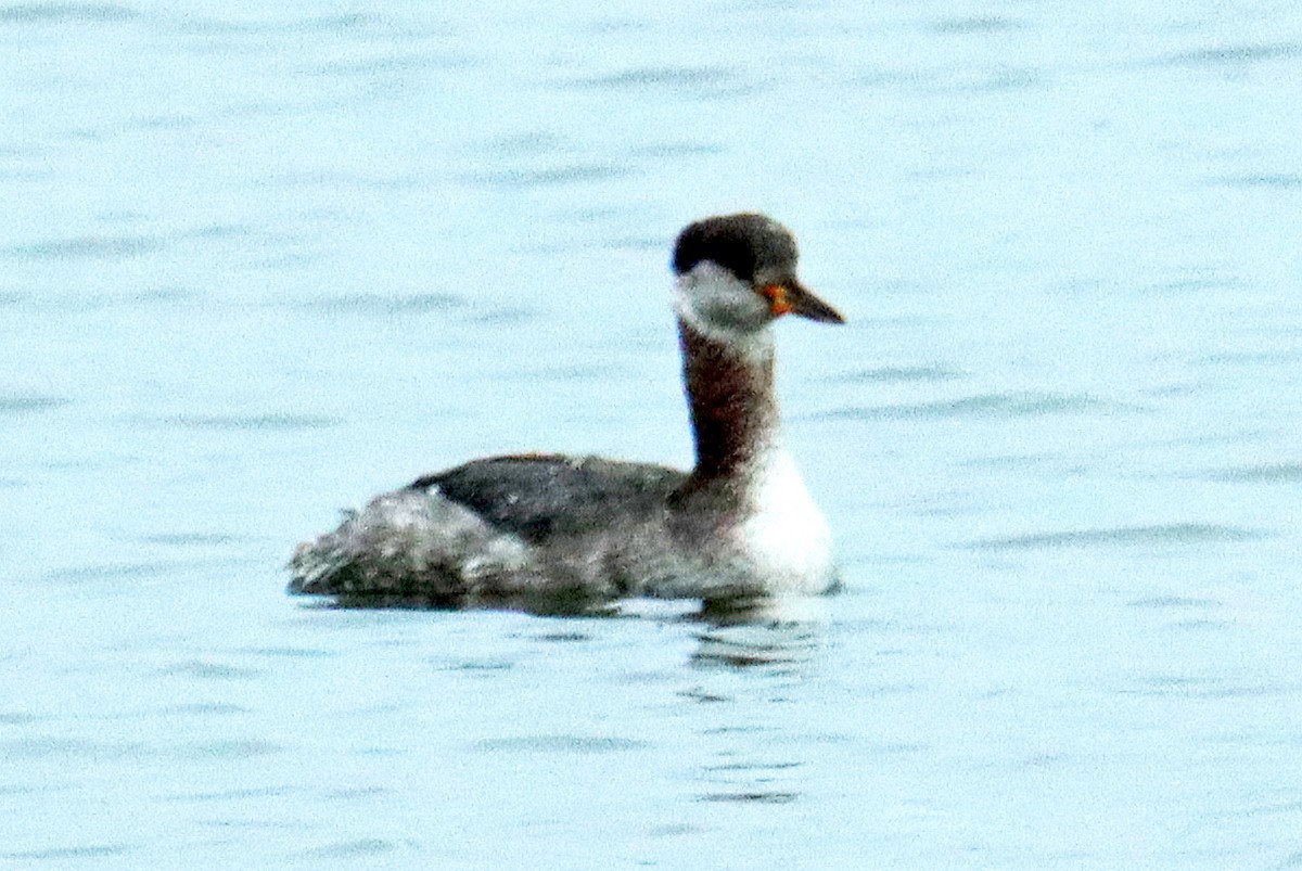 Red-necked Grebe - Ronald Harrower