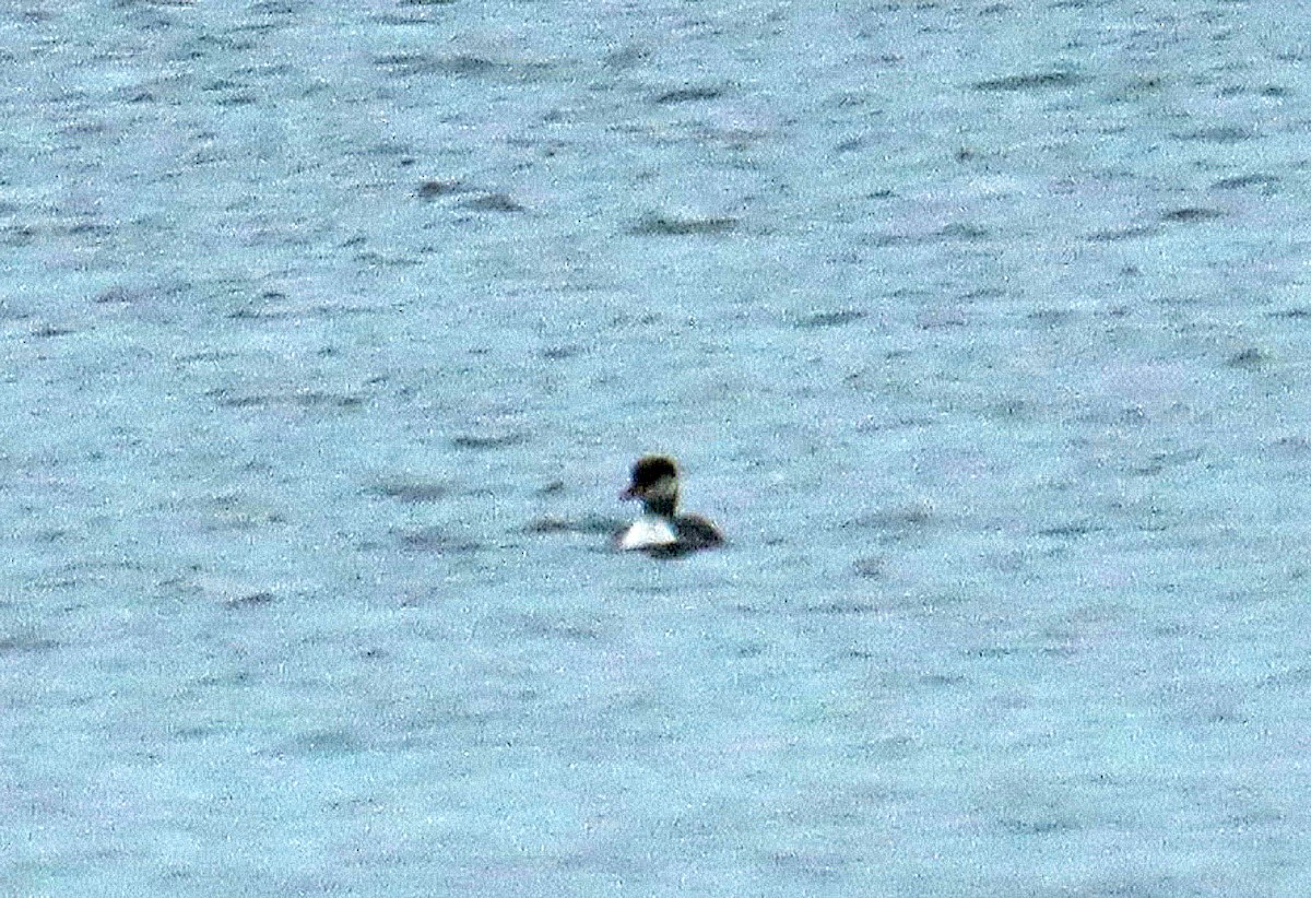 Red-necked Grebe - Ronald Harrower