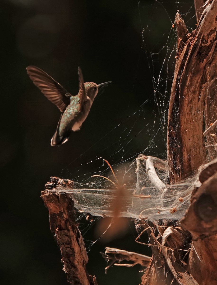 Black-chinned Hummingbird - Diane Drobka