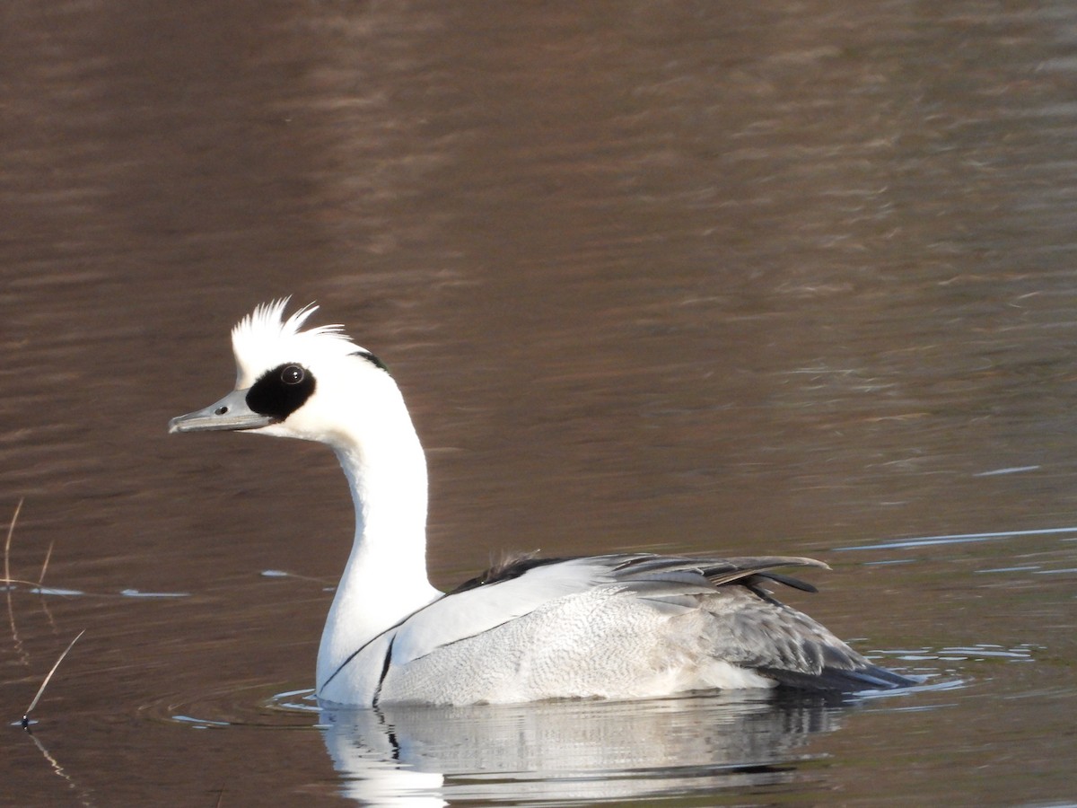 Smew - Jon Iratzagorria Garay