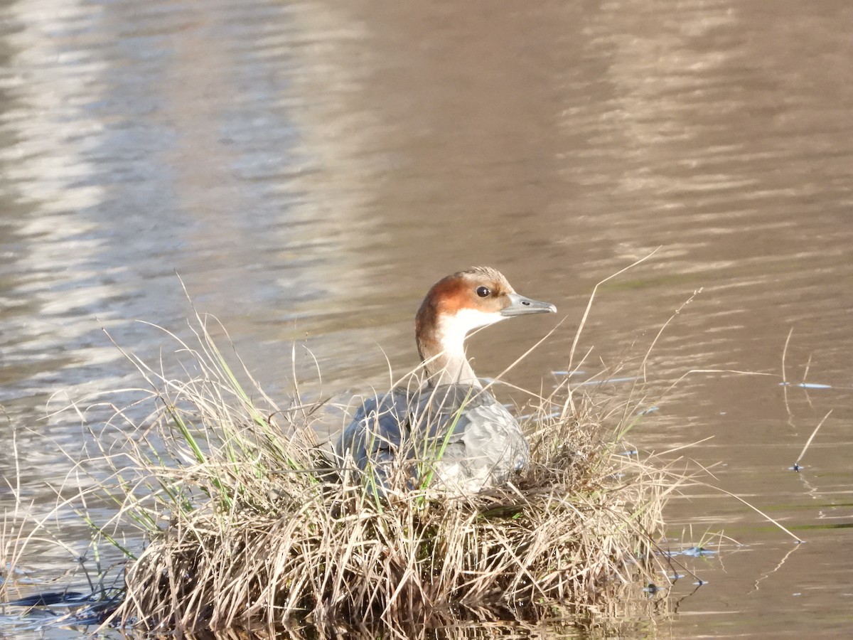 Smew - Jon Iratzagorria Garay