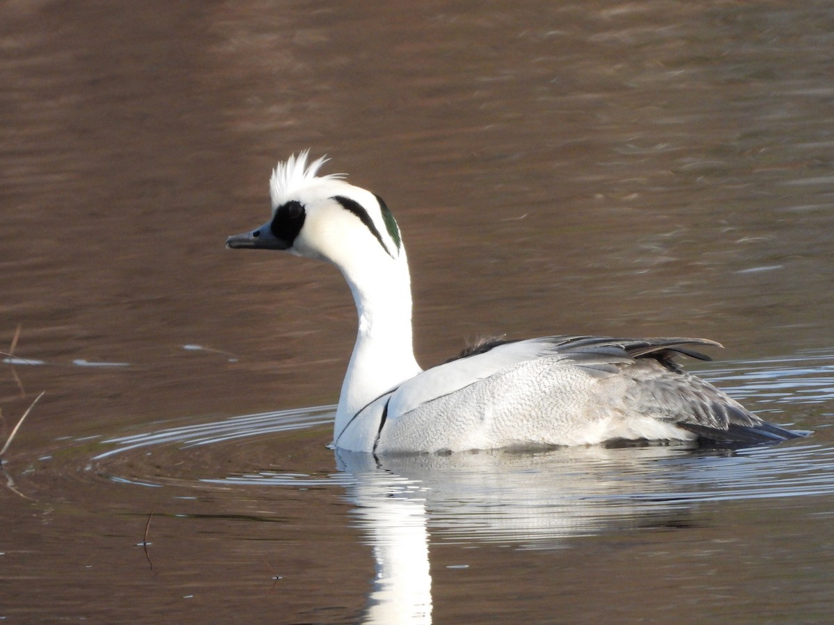 Smew - Jon Iratzagorria Garay