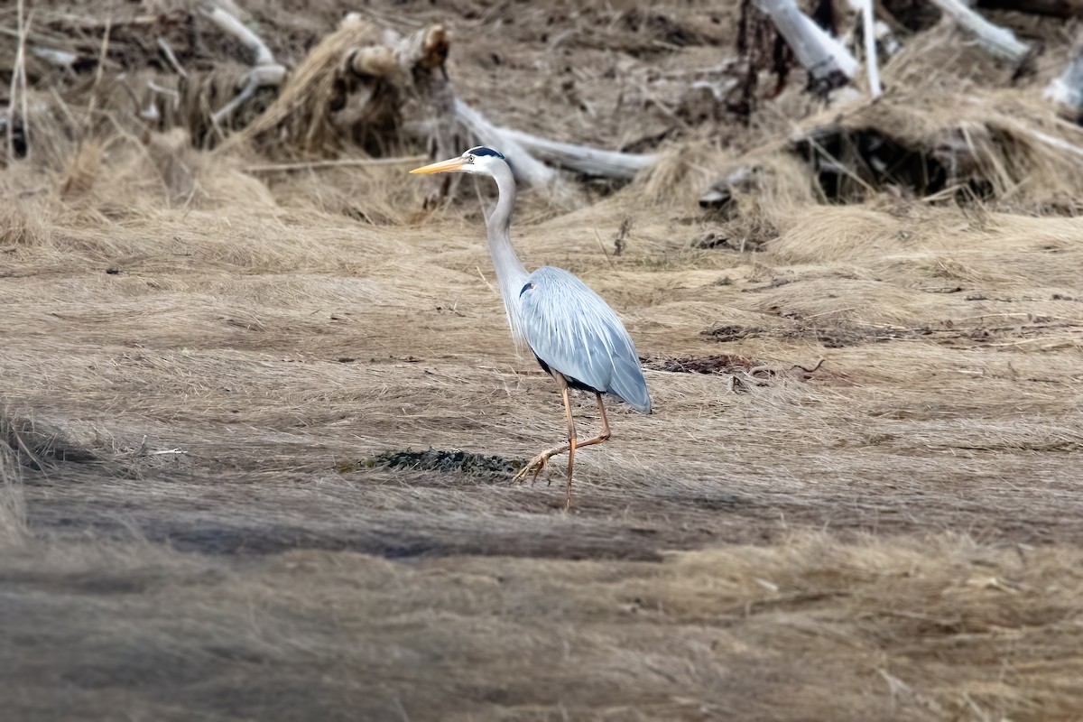 Garza Azulada - ML619649221