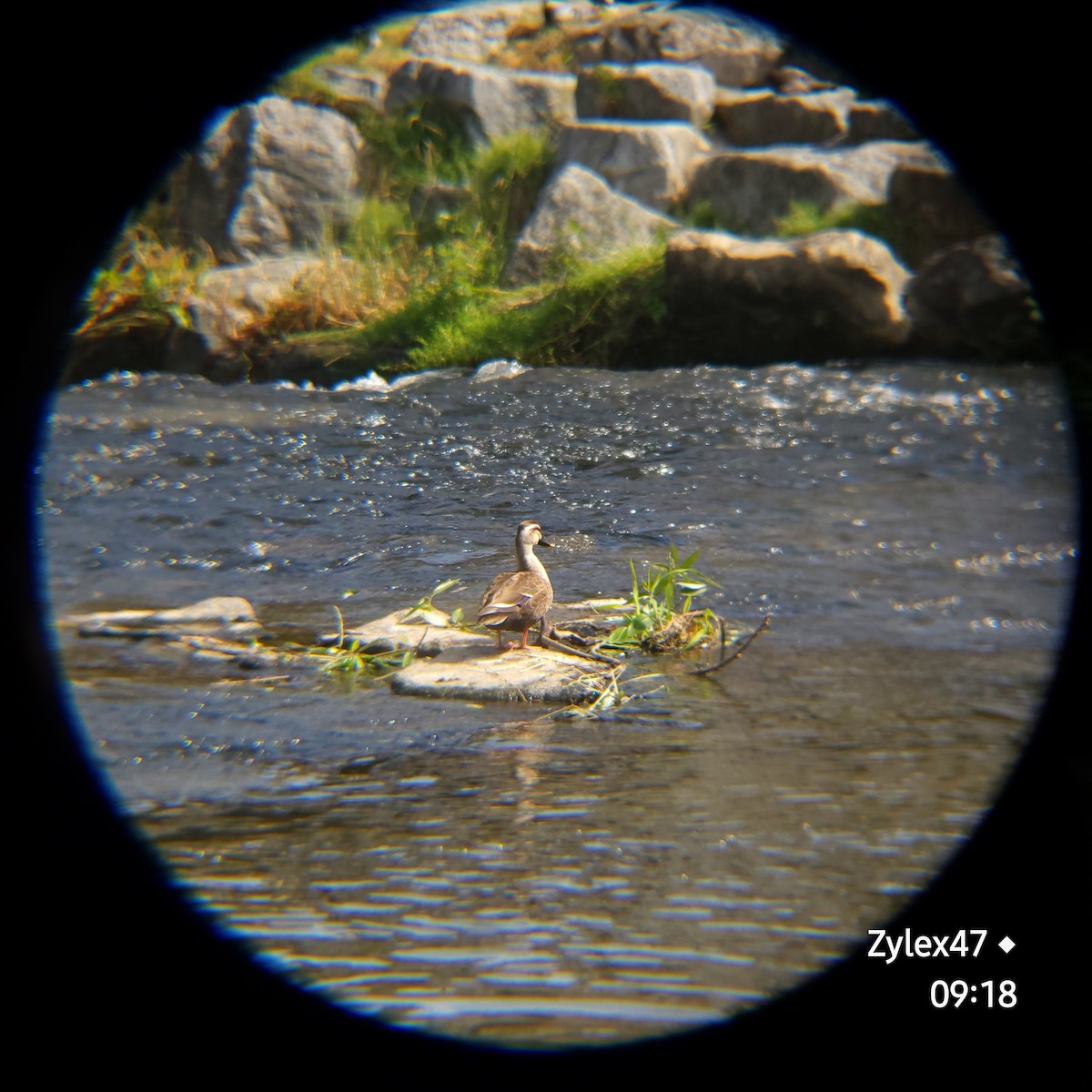 Eastern Spot-billed Duck - Dusky Thrush