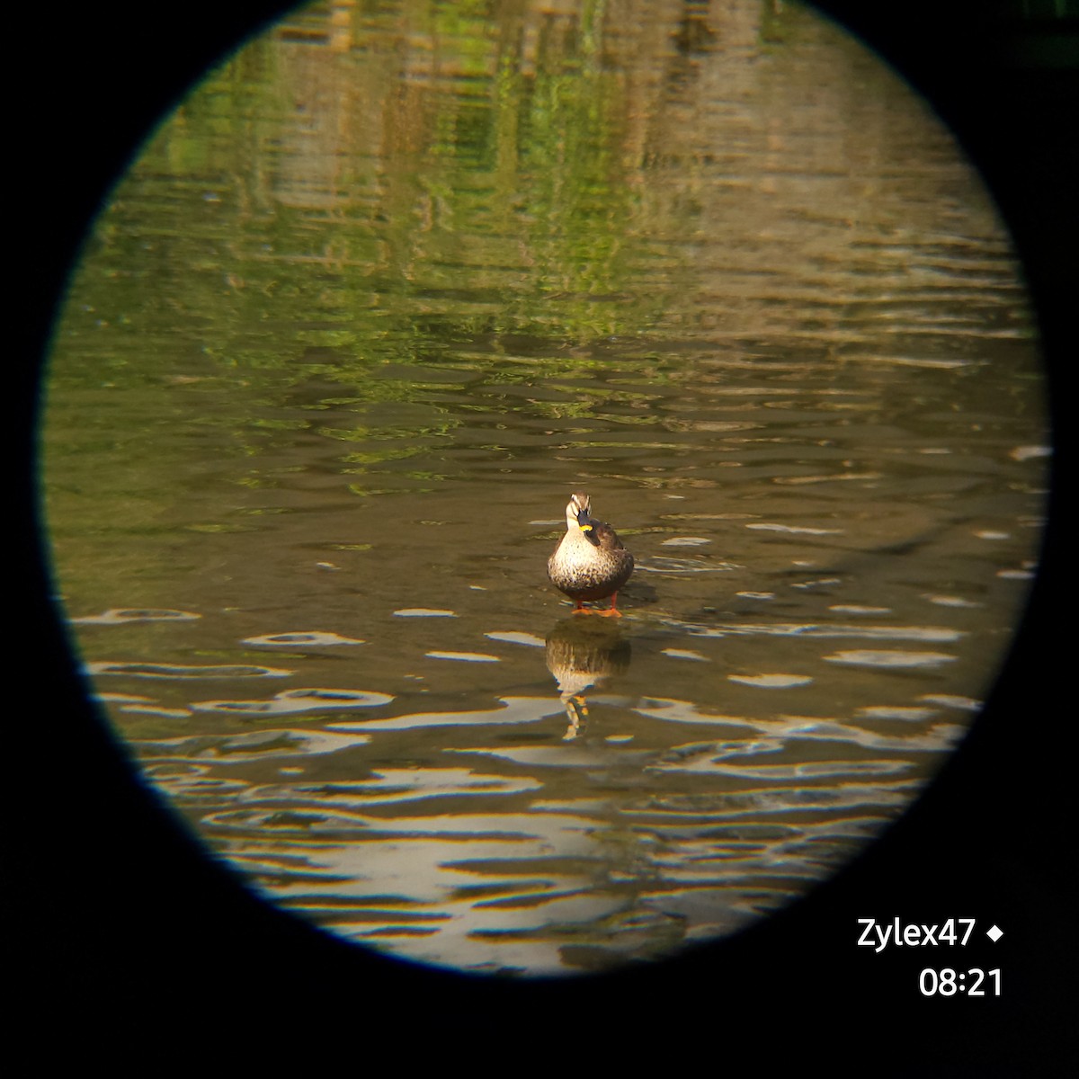 Eastern Spot-billed Duck - Dusky Thrush