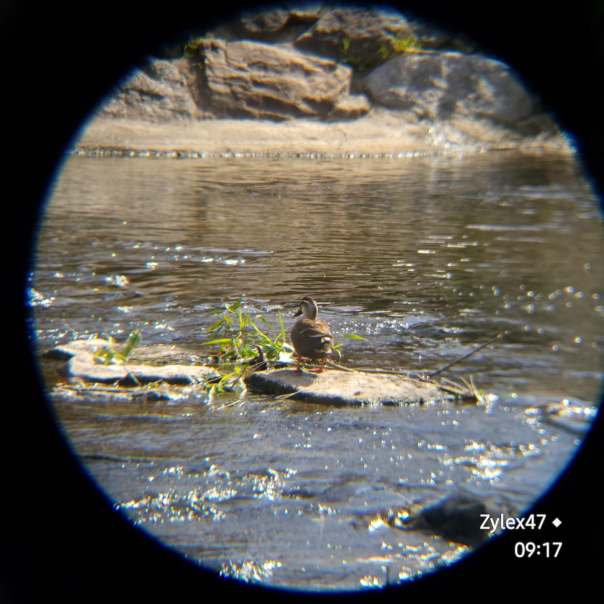 Eastern Spot-billed Duck - Dusky Thrush