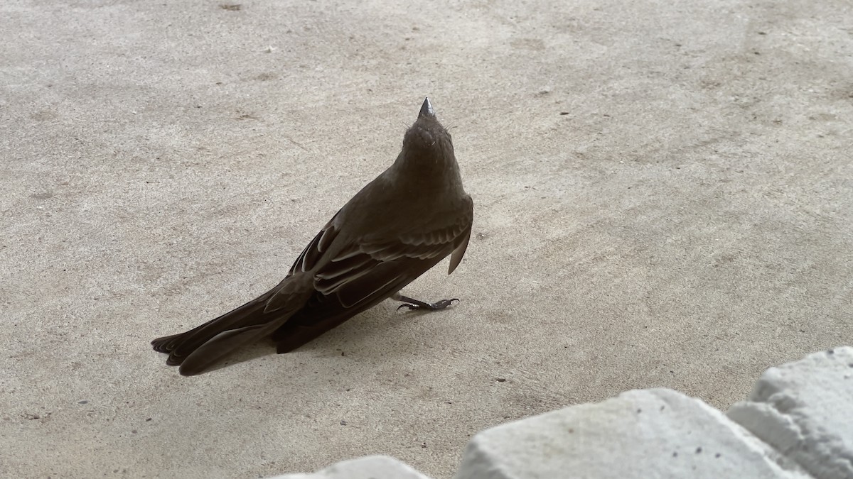 Eastern Wood-Pewee - Colton Mulligan