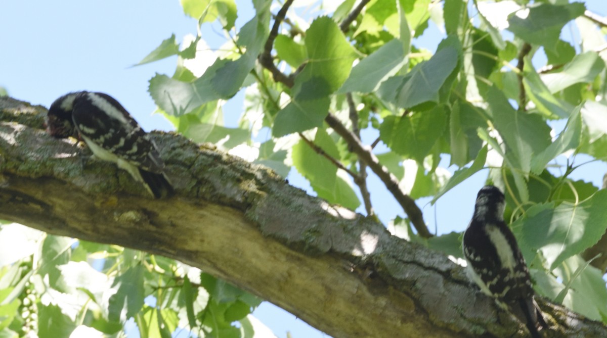 Downy Woodpecker - Kassia Delgado