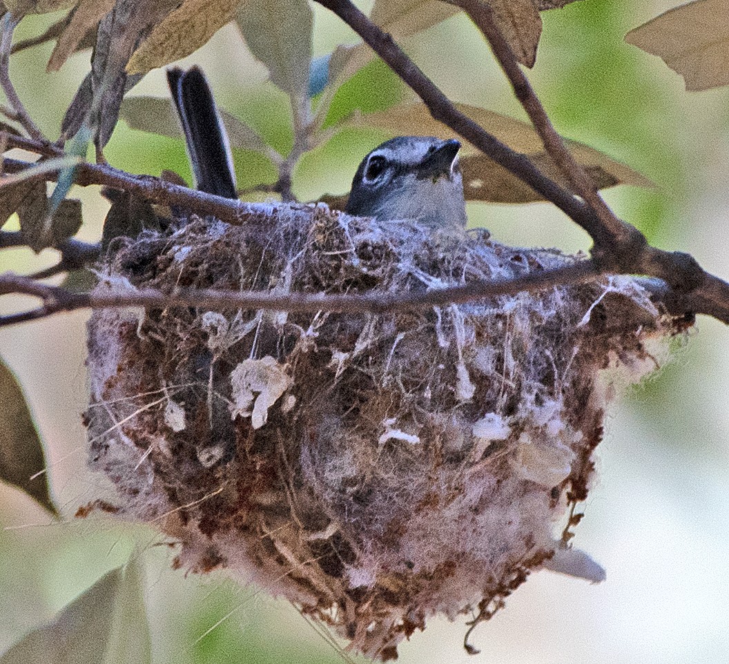 Plumbeous Vireo - Kenneth Butler