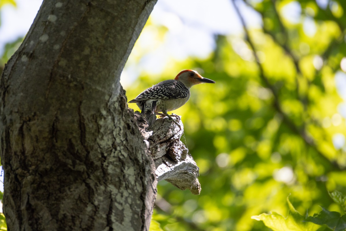 Red-bellied Woodpecker - Harris Stein