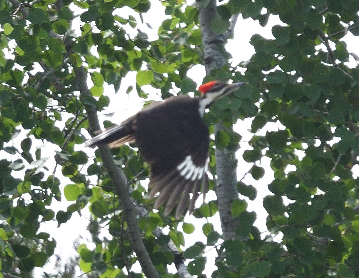 Pileated Woodpecker - Margaret Hough