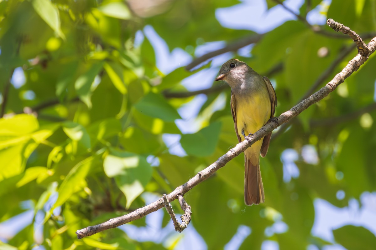 Great Crested Flycatcher - Harris Stein