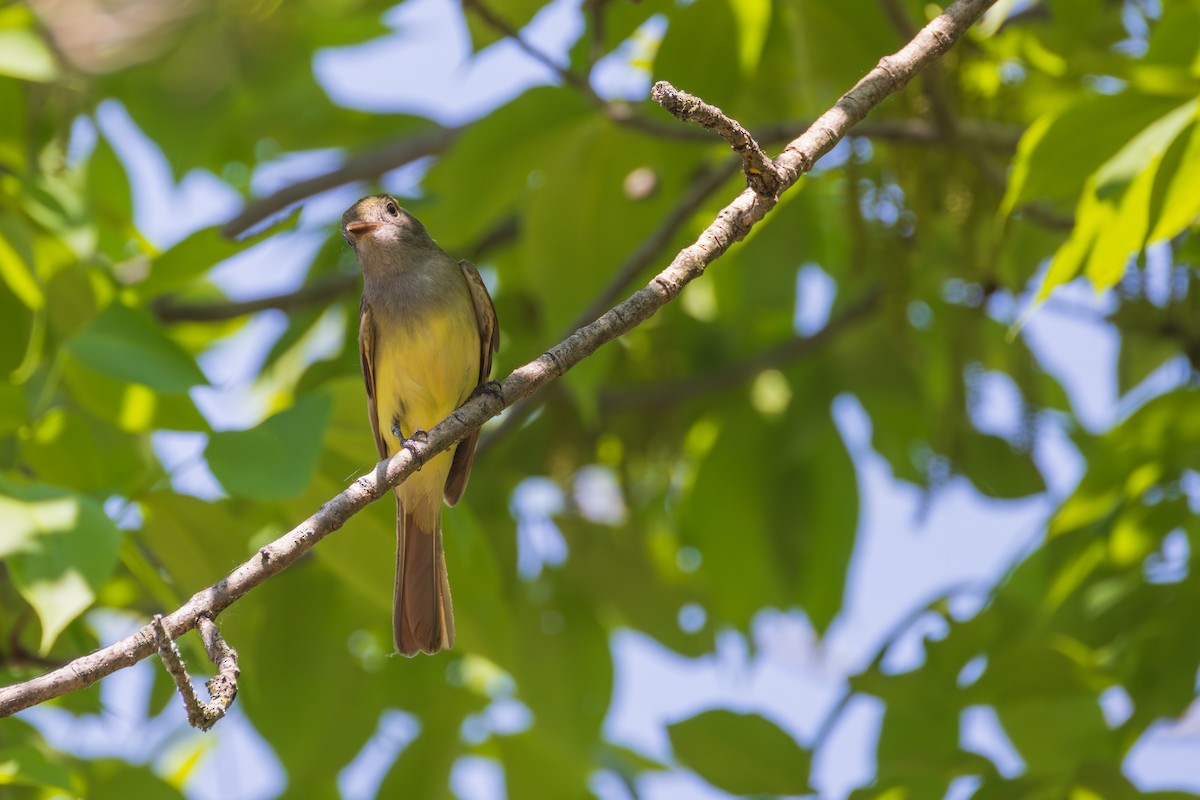 Great Crested Flycatcher - Harris Stein