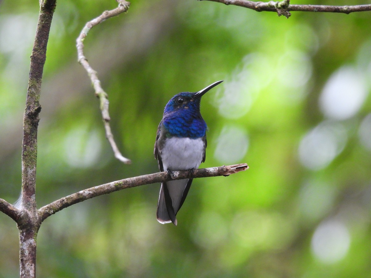 White-necked Jacobin - Elida Valdés